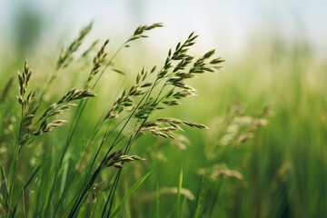 Close-up of swaying grasses in a sunlit field, shallow depth of field