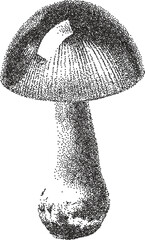 Mushroom y2k retro stipple art shroom brutalist halftone vector png transparent, fungi 2000s photocopy effect tattoo aesthetic