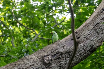 a parakeet on a branch