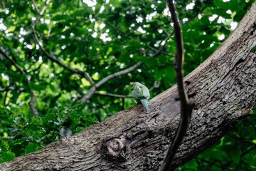 a parakeet on a branch