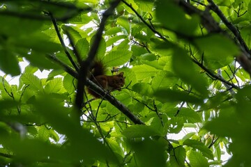 a squirrel on a branch