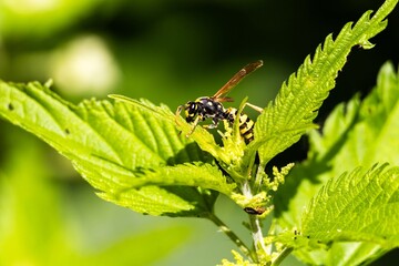 fly on a yellow flower