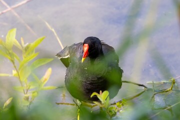 water chicken in the reeds