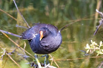 water chicken in the reeds