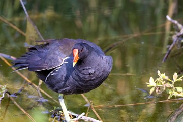 water chicken in the reeds