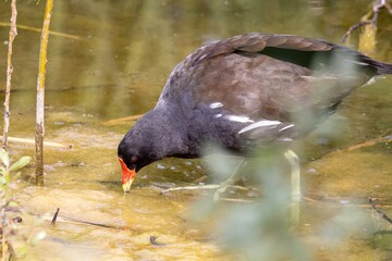 water chicken in the reeds