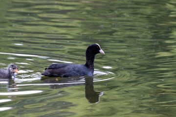 duck in the water