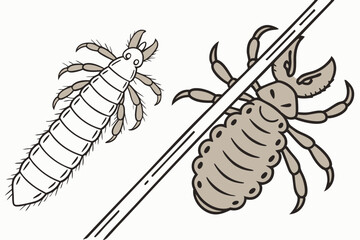 Comparison of Lice Depicting Body and Crab Lice Contrasted by Physical Attributes and Distinctive Characteristics Against a Plain Background