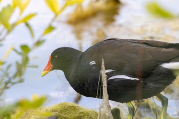 duck in the water
