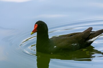 duck in the water