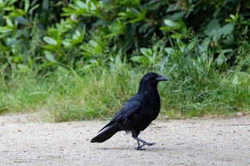crow on the ground
