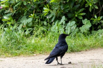 crow on the grass