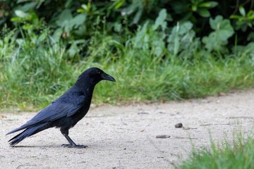 crow on the grass