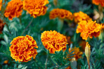 Closeup marigolds flower with soft-focus and over light in the background.
