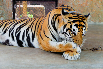 Lazy Bengal tiger lie down on the floor