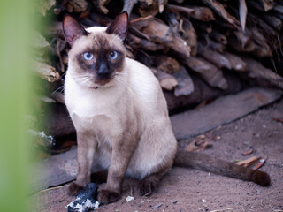Beautiful adorable old style siamese blue point shorthaired cat, thai cat with amazing blue eyes.