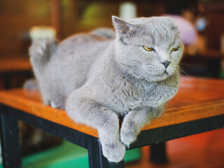blurred cat in cafe vintage style