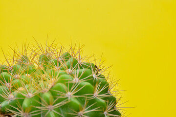 Cactus on a bright yellow background