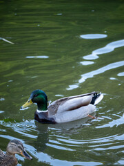 duck on the water
