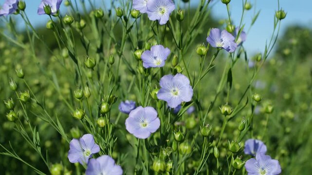 Flax Flowers Close-up. Formation of Flax Pods. Flax Cultivation. Natural, Organic, and Agricultural Context.