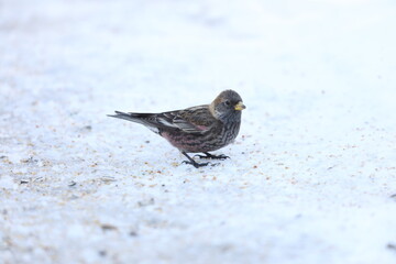 The Asian rosy finch or Asian rosy-finch (Leucosticte arctoa brunneonucha) is a species of finch in the family Fringillidae. This photo was taken in Hokkaido, Japan.
