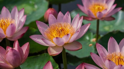 Bees, nectar, lotus, flowers, pollination, nature, insects, summer, garden, ecosystem, wings, pollen, petals, colorful, environment, buzzing, growth, beauty, flora, outdoor, wildlife, delicate, vibran