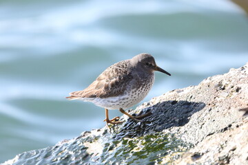 The rock sandpiper (Calidris ptilocnemis) is a small shorebird in the sandpiper family Scolopacidae.This photo was taken in Hokkaido, Japan.