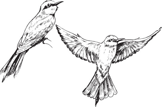 Vintage ink illustration of a bee-eater bird on branch and mid-flight, showing long tail and elegant wings. Great for nature wall art, bird studies, and educational wildlife projects or sketch collect