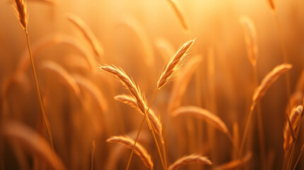 Barley spikes glowing in bright warm light from low evening sun