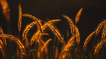 Golden grass dancing in the breeze under warm afternoon sunlight