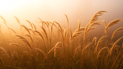 Golden wheat stalks softly touched by morning fog in a dreamy tranquil field