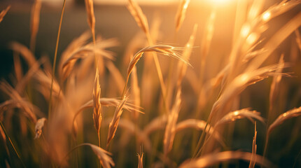 Wheat heads in soft orange sunset forming peaceful flow of light across the golden landscape