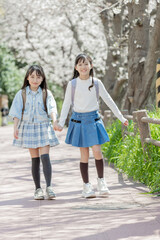 Obraz premium 通学する小学生 桜並木