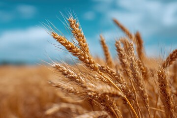Fototapeta premium Golden wheat stalks in a field under a bright blue sky