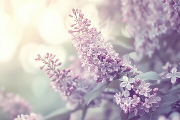 Soft-focus image of pale purple lilac blossoms on a branch, bathed in warm, diffused sunlight; delicate petals and green leaves visible, bokeh background suggests a garden setting