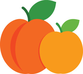 Apricots colorful vector on a white background