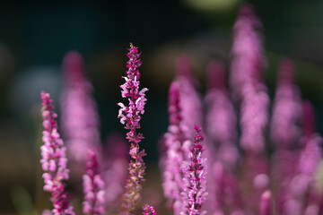 A bee and pink salvia flowers. Salvia nemorosa or woodland sage pink flowers close up. Pink Woodland Sage (Salvia nemorosa) 'Caradonna Pink'. 