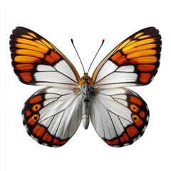 A striking white butterfly with vibrant orange and black wing patterns against a white background