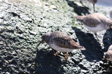 The rock sandpiper (Calidris ptilocnemis) is a small shorebird in the sandpiper family Scolopacidae.This photo was taken in Hokkaido, Japan.