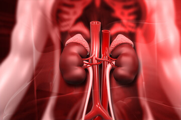 Human kidneys anatomy. Medical background. 3d illustration
