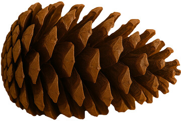 pine cone isolated on white
