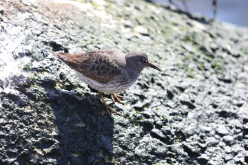 The rock sandpiper (Calidris ptilocnemis) is a small shorebird in the sandpiper family Scolopacidae.This photo was taken in Hokkaido, Japan.