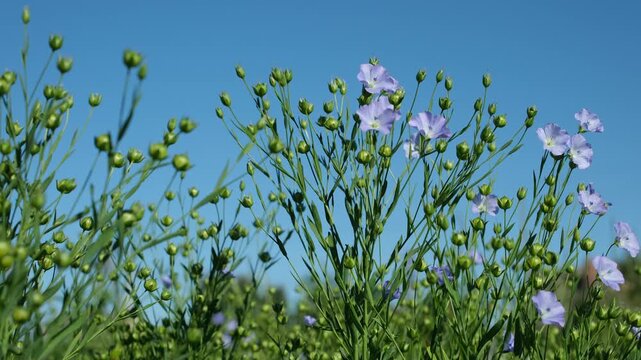 Flax blooming field against a blue sky background. Flowers and formed seed pods sway in the wind on a summer sunny morning.