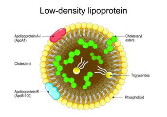 Low-density lipoprotein. Cross section of LDL