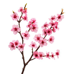 Fototapeta premium pink cherry blossom isolated on white