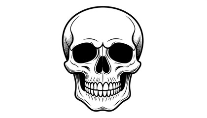 Fototapeta premium Detailed drawing of a human skull