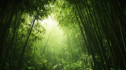 Naklejka premium Lush bamboo forest at dawn