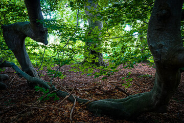 Enchanted forest with intertwined branches and dense foliage, mystical and mysterious atmosphere. Branches, twigs, and roots of a sylvatica beech (botanical name: Fagus sylvatica var. suentelensis) in