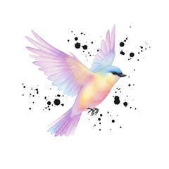 Fototapeta premium hummingbird with flower