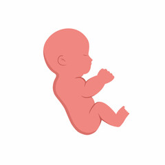 vector illustration of a baby fetus on a white background